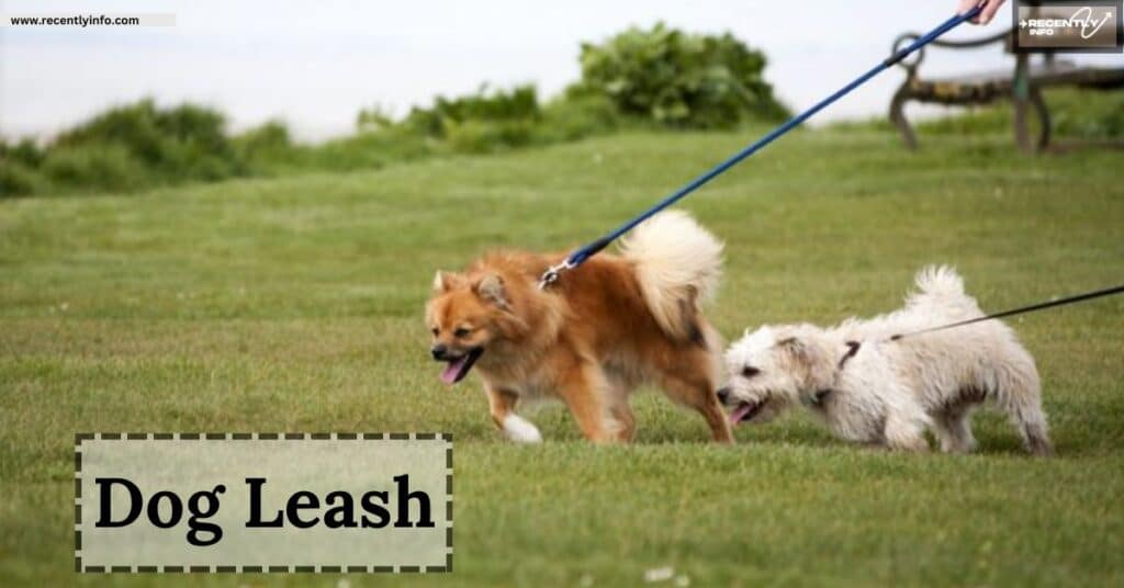 Dog Leash