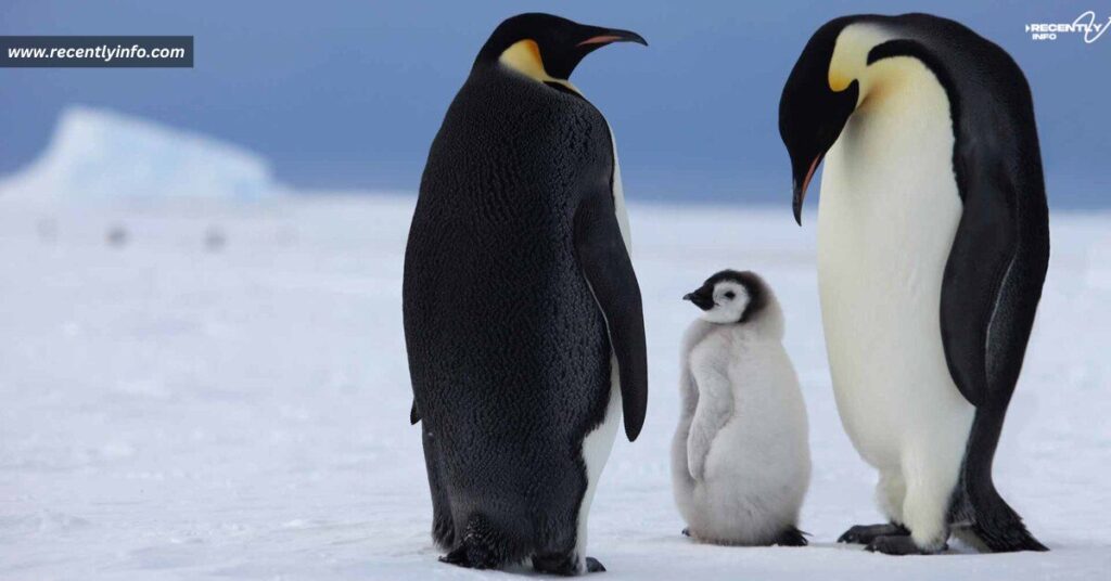 Emperor Penguins