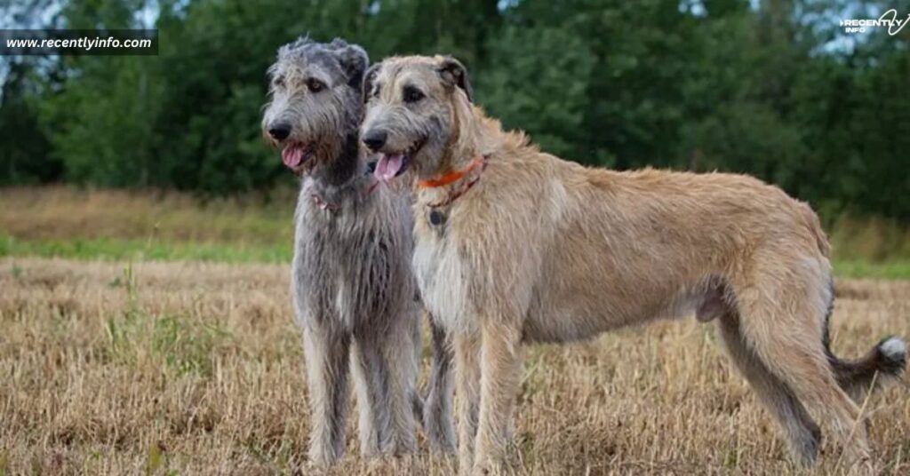 Irish Wolfhound