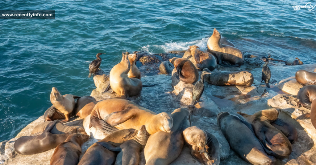 Two California Sea Lions