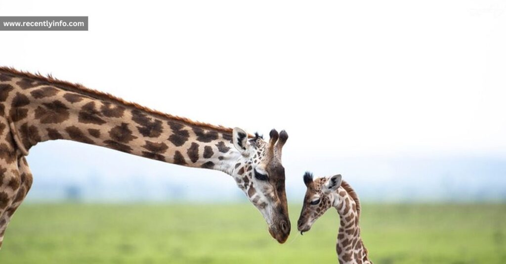 Two Giraffes' Necks